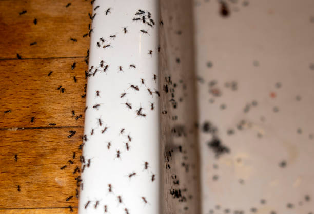 Best Local Pest Control Services  in Brownstown, PA